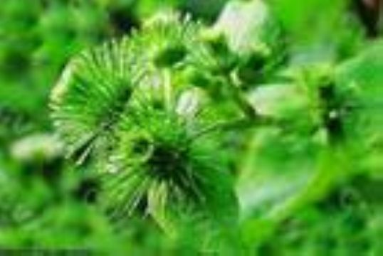 Arctium Lappa L. Extract